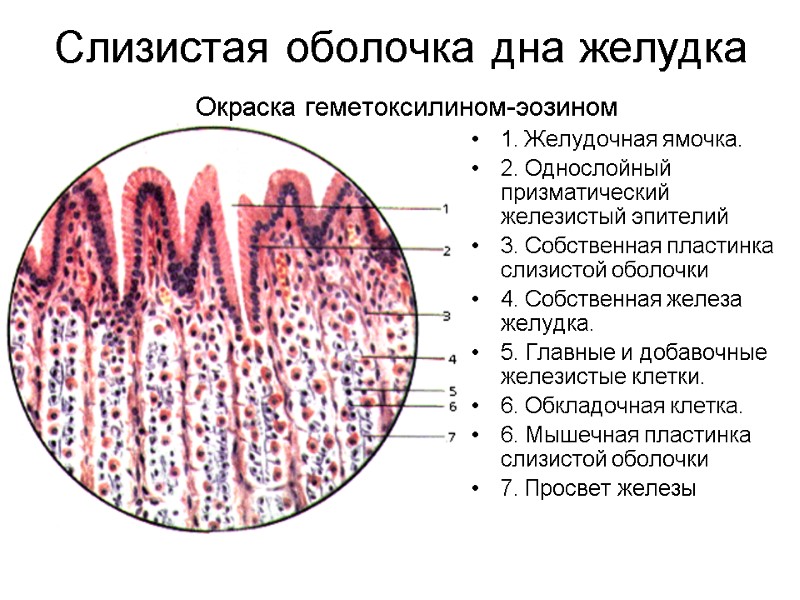 Слизистая оболочка дна желудка   Окраска геметоксилином-эозином 1. Желудочная ямочка. 2. Однослойный призматический